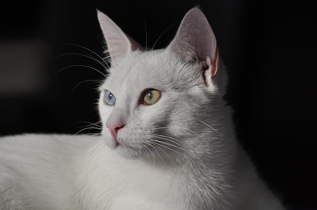 bicolor cat