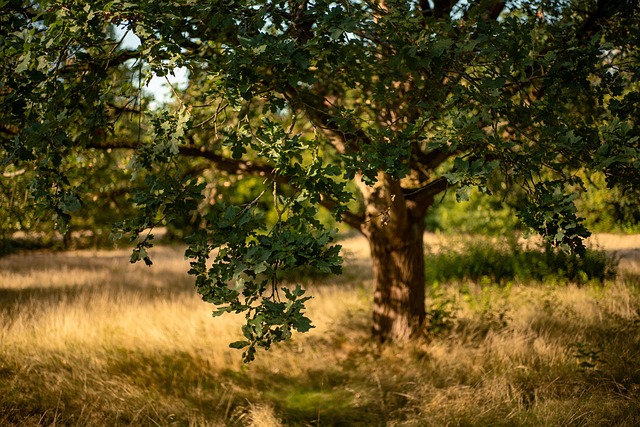 big tree