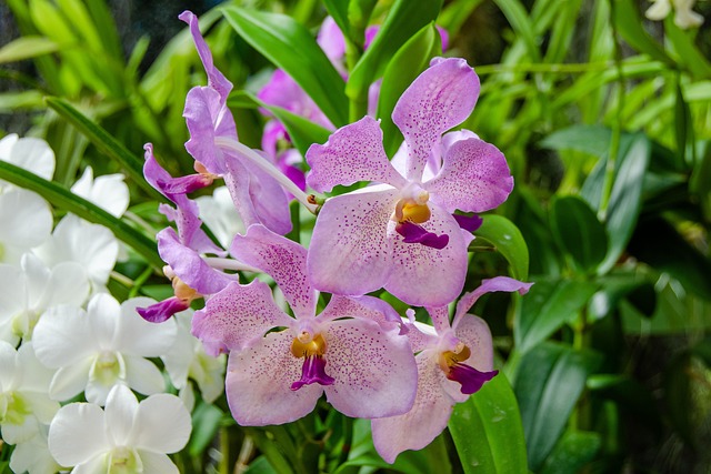 Hình ảnh minh họa ý nghĩa của từ bilateralism