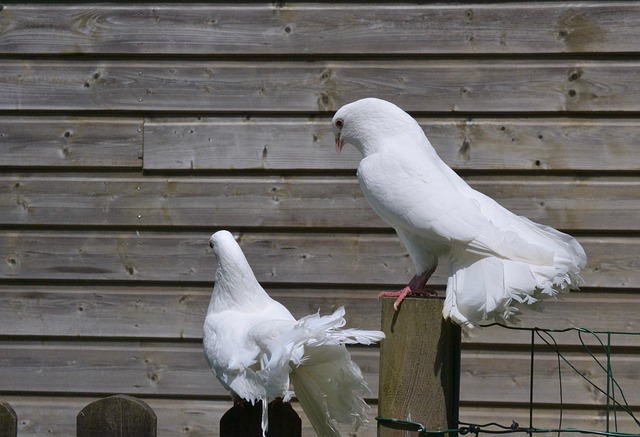 billing and cooing