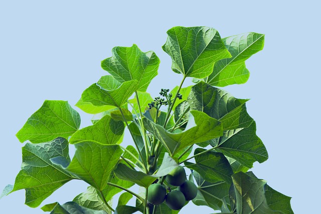 Hình ảnh minh họa ý nghĩa của từ biodiesel