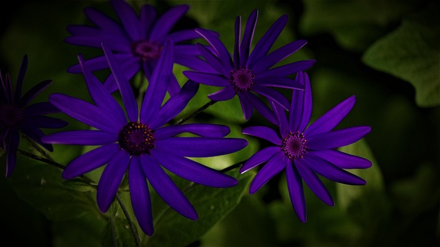 Hình ảnh minh họa ý nghĩa của từ biodiversity loss