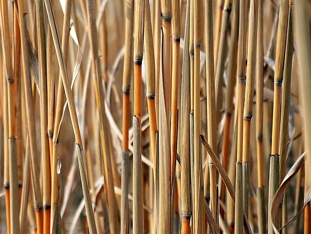 biofuel plant