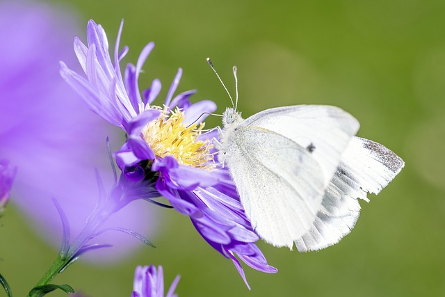 biological pesticide