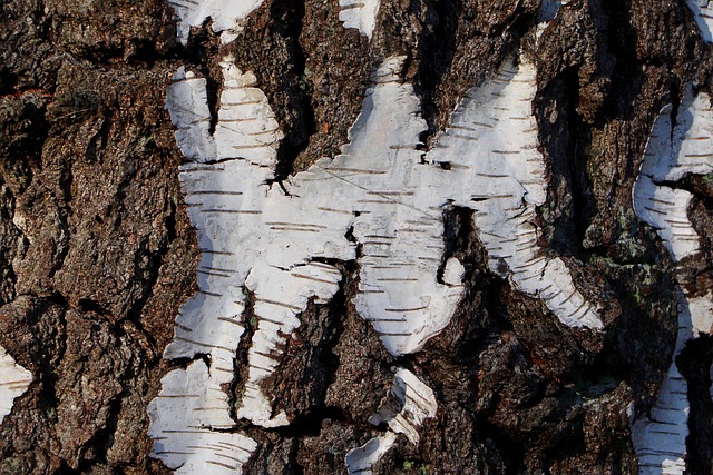 birch bark