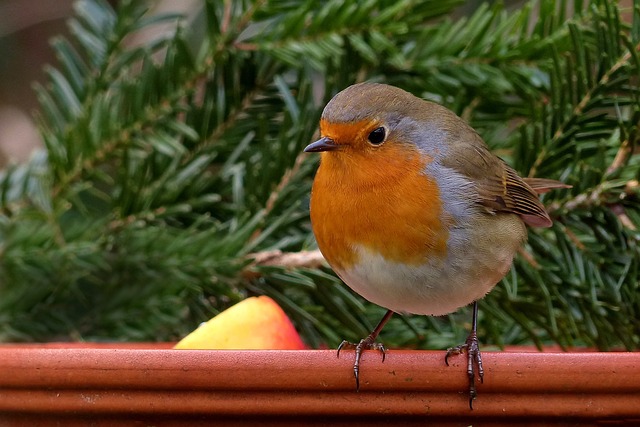bird food