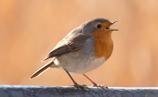 bird song