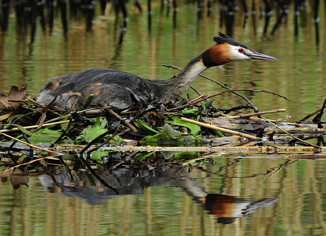 birder