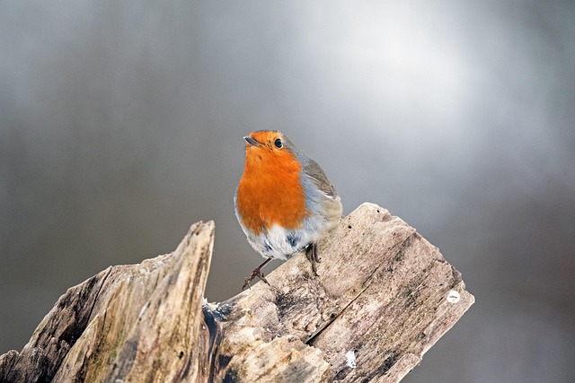 birdlife