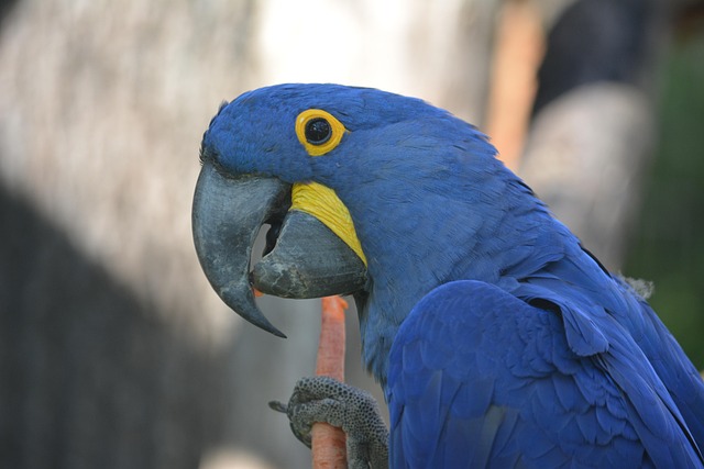 birdlike appetite
