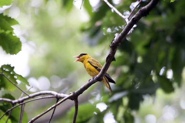 birdsong