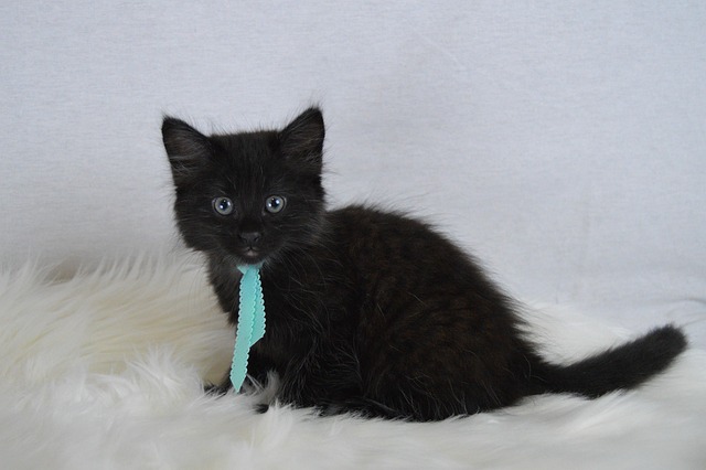 Hình ảnh minh họa ý nghĩa của từ black tie