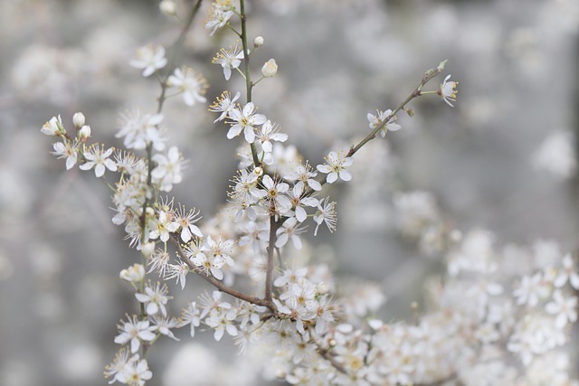 blackthorn