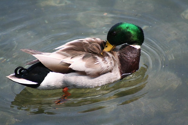 Hình ảnh minh họa ý nghĩa của từ bland