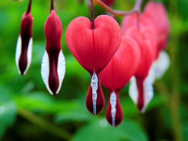 bleeding gums