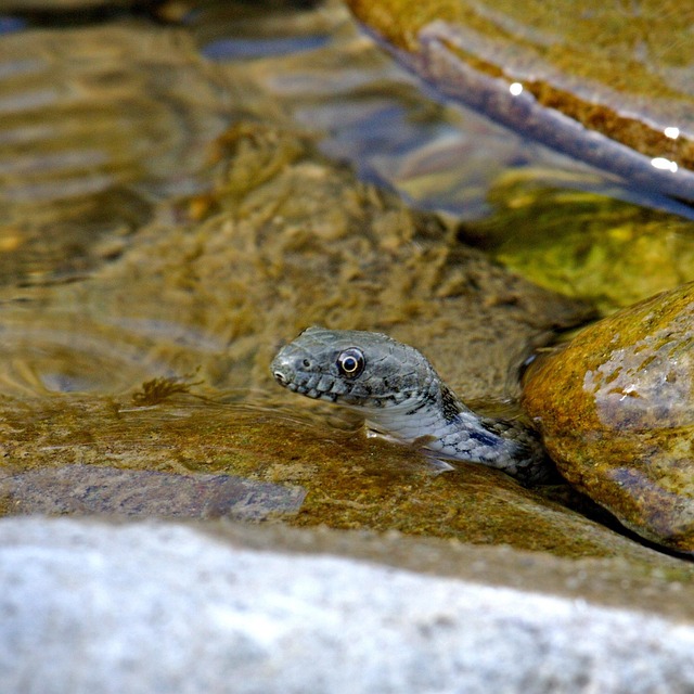 Hình ảnh minh họa ý nghĩa của từ blood poisoning