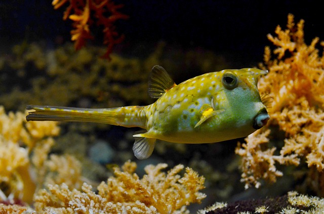 blowfish