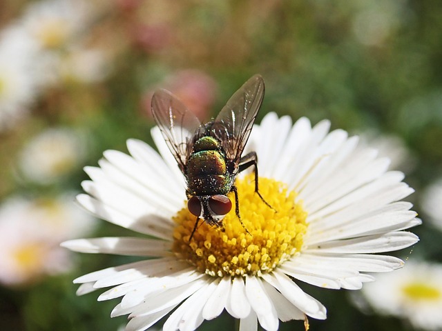 Hình ảnh minh họa ý nghĩa của từ blowfly