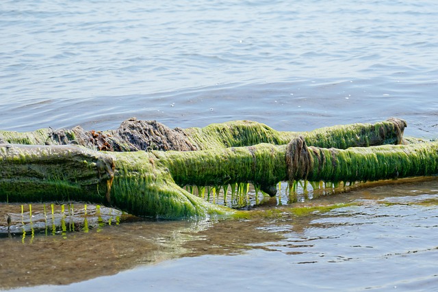 Hình ảnh minh họa ý nghĩa của từ blue-green algae