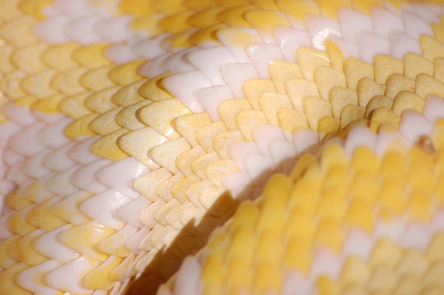 boa constrictor