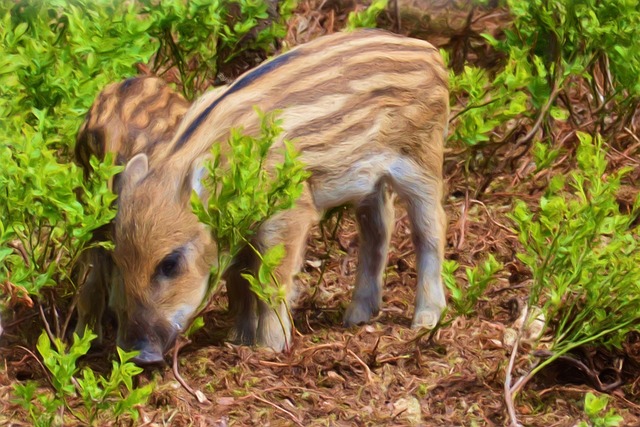 Hình ảnh minh họa ý nghĩa của từ boar