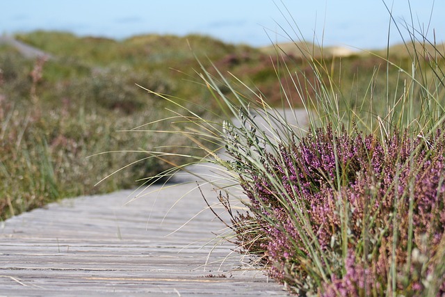 boardwalk