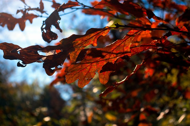 Hình ảnh minh họa ý nghĩa của từ bona fide purchaser