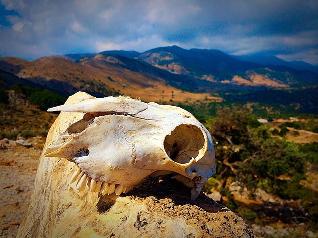 bone