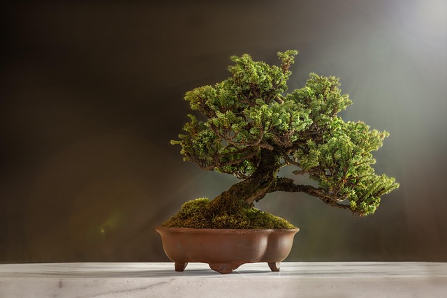 bonsai pot