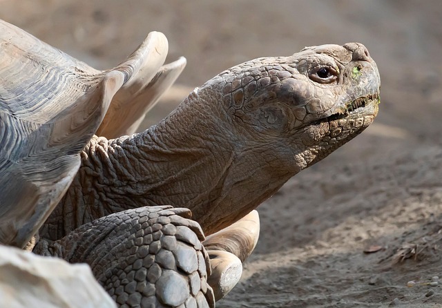 Hình ảnh minh họa ý nghĩa của từ bony integration