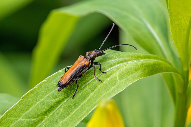 bordered