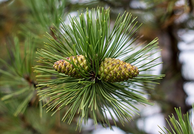 Hình ảnh minh họa ý nghĩa của từ boreal