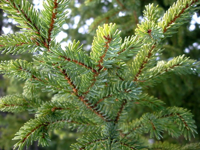 boreal forest