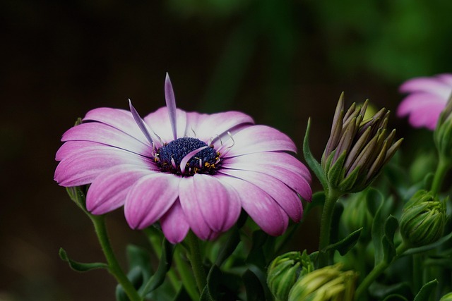 Hình ảnh minh họa ý nghĩa của từ botanicals