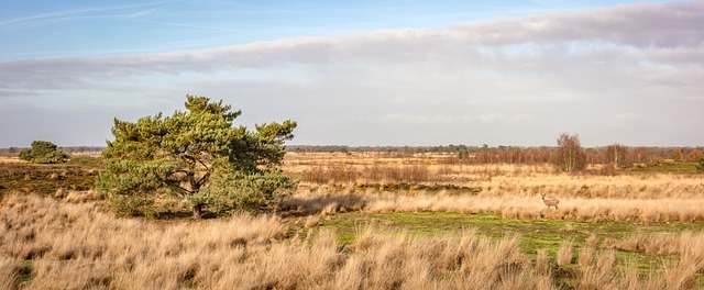 Hình ảnh minh họa ý nghĩa của từ bothersome