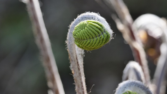 bracken