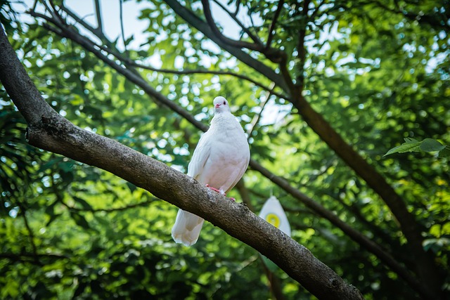 Hình ảnh minh họa ý nghĩa của từ brain