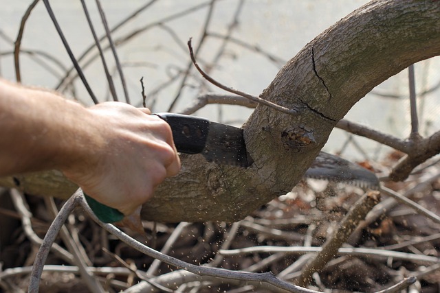 branch saw