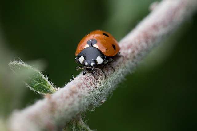 Hình ảnh minh họa ý nghĩa của từ branching point