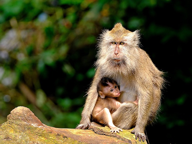 Hình ảnh minh họa ý nghĩa của từ breastfeed