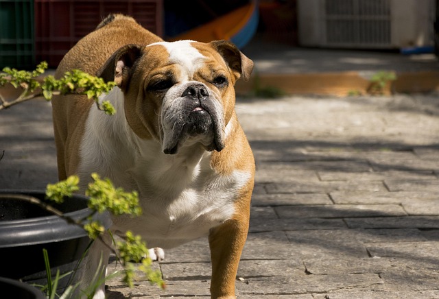 Hình ảnh minh họa ý nghĩa của từ bred