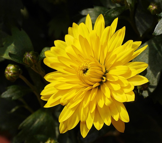 bred flower