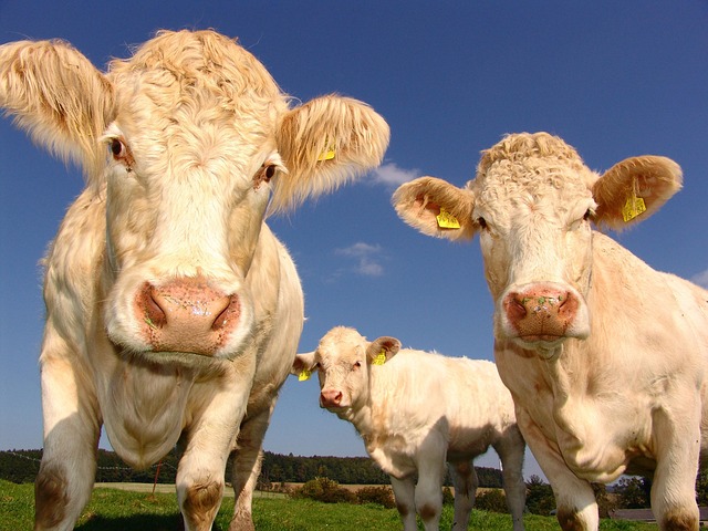 breeding farm