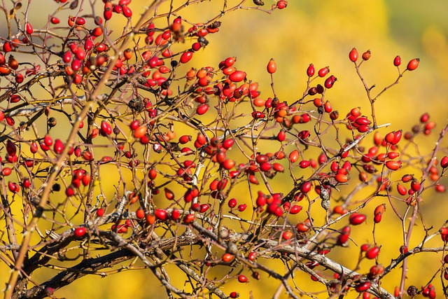 Hình ảnh minh họa ý nghĩa của từ briar