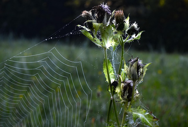 Hình ảnh minh họa ý nghĩa của từ briskly