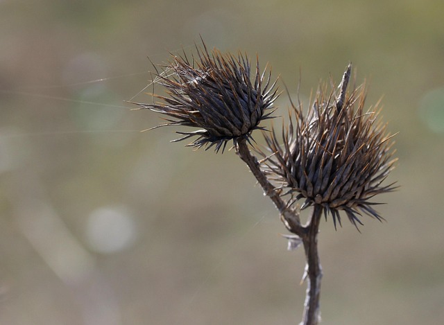bristly