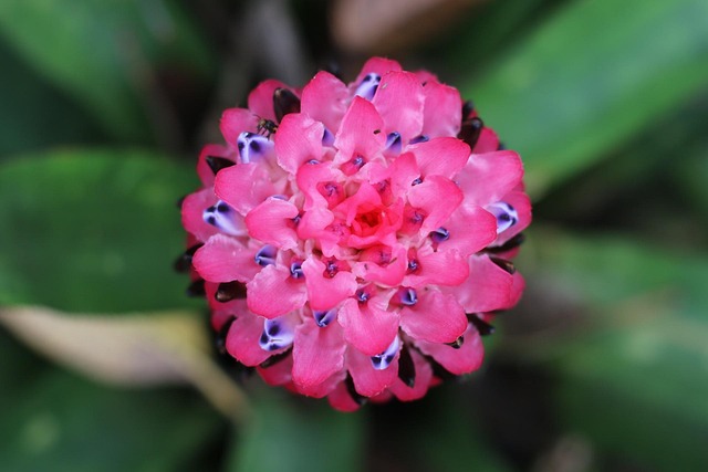 bromeliad