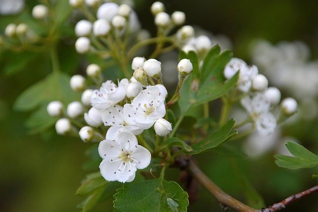 Hình ảnh minh họa ý nghĩa của từ bronchitis