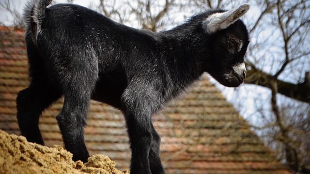 Hình ảnh minh họa ý nghĩa của từ buck goat