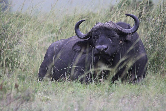 Hình ảnh minh họa ý nghĩa của từ bucketing down